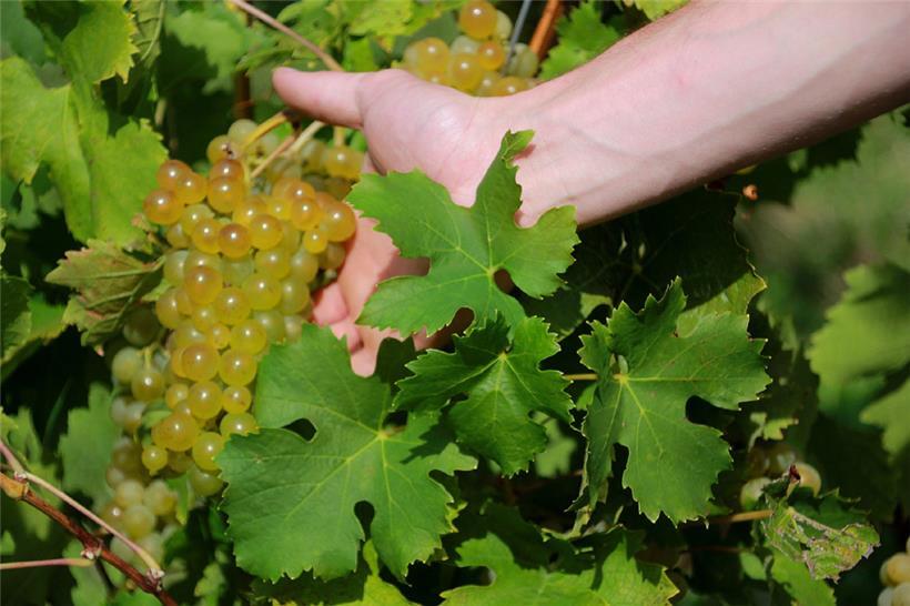 Außergewöhnlich gutes Lesegut bringt höhere Preise für den Winzer
