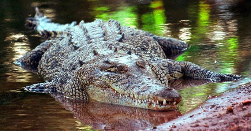 Australien, Darwin: Ein Salzwasserkrokodil, aufgenommen in Darwin/Australien (undatierte Aufnahme)

