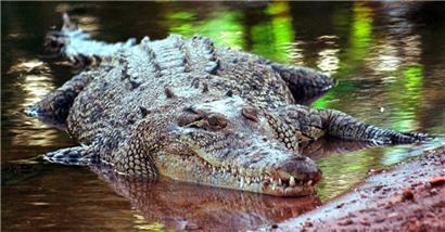 Australien, Darwin: Ein Salzwasserkrokodil, aufgenommen in Darwin/Australien (undatierte Aufnahme)
