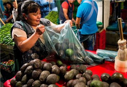 Avocados werden hauptsächlich in Mittel- und Südamerika angebaut
