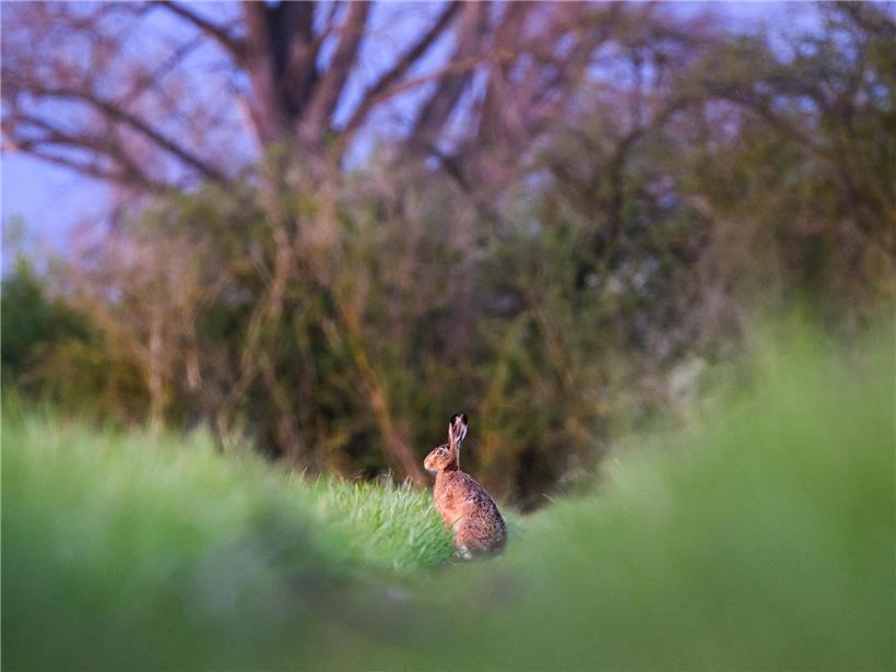 Bad Bunny performt vor US-Patrioten, die verärgert reagieren bei politischer Protestveranstaltung