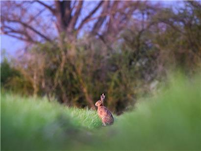 Bad Bunny performt vor US-Patrioten, die verärgert reagieren bei politischer Protestveranstaltung