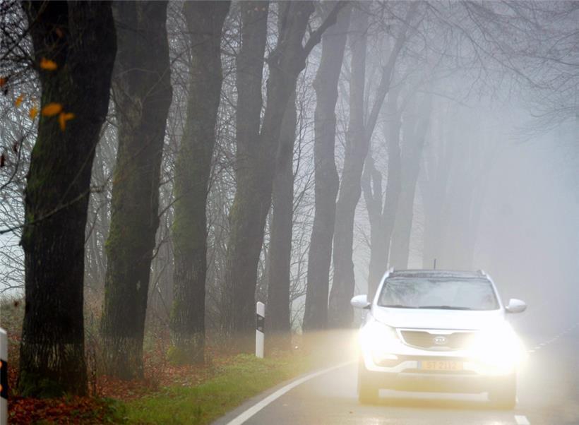Bäume am Straßenrand sind seit jeher ein heikles Thema
