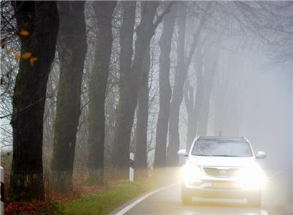 Bäume am Straßenrand sind seit jeher ein heikles Thema
