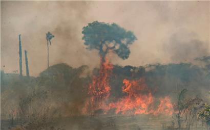 Bäume und Sträucher stehen in einem Feld im Amazonas-Regenwald in Flammen
