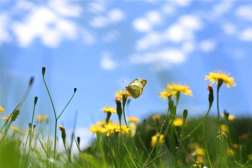 Bald ein Bild der Vergangenheit? Ein Weißklee-Gelbling sitzt auf einer Blumenwiese.
