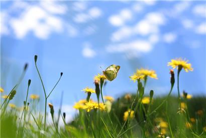 Bald ein Bild der Vergangenheit? Ein Weißklee-Gelbling sitzt auf einer Blumenwiese.
