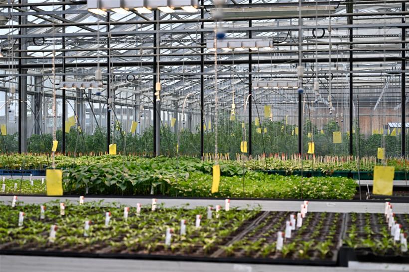 Beeindruckend: Die Gewächshäuser des „Lampecher Geméisgaart“