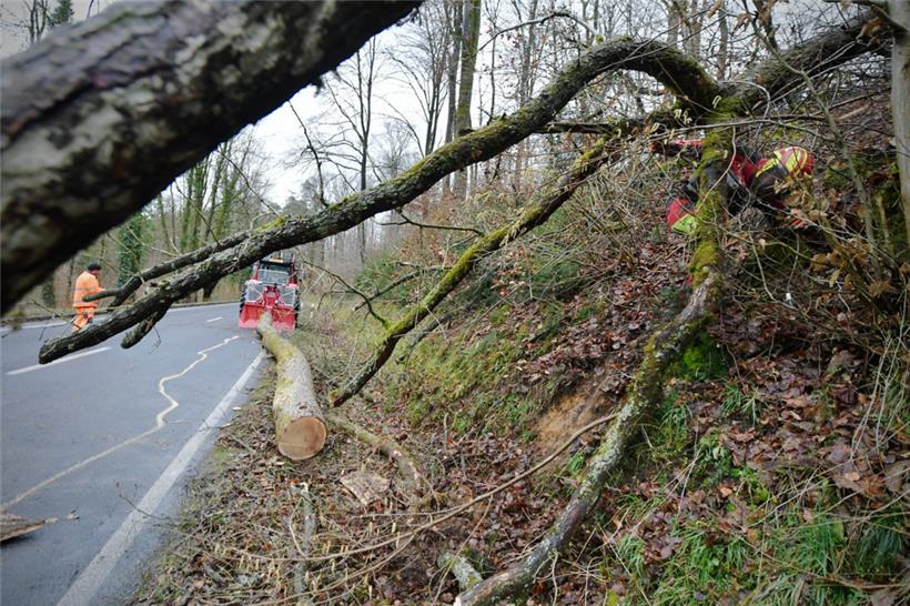 Bei Eischen ist ein Baum auf eine Straße gefallen.