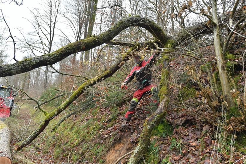 Bei Eischen ist ein Baum auf eine Straße gefallen.