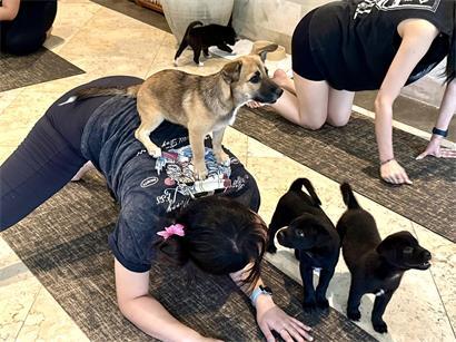 Bei Puppy Yoga kommen Welpen mit fremden Menschen in Kontakt – in Luxemburg hat die Veterinärsinspektion entsprechende Kurse ohne Genehmigung gestoppt