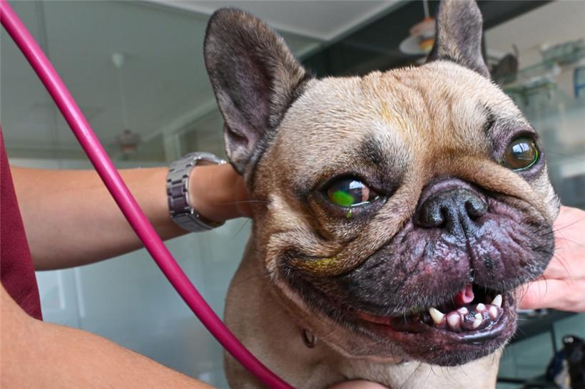 Bei Verdacht auf eine THC-Vergiftung ihres Hundes sollten Halter umgehend einen Tierarzt kontaktieren
