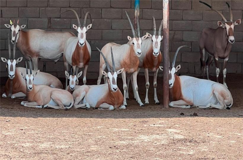 Bei dem Großeinsatz gerettete Oryxantilopen 
