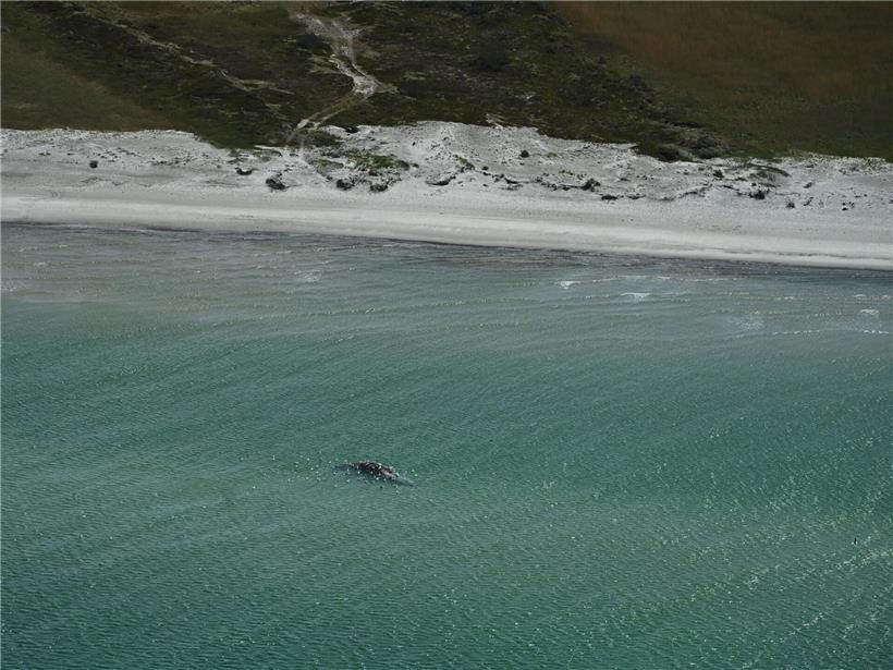Bei dem toten Wal vor der dänischen Insel Anholt handelt es sich um „Timmy“