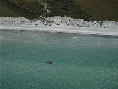 Bei dem toten Wal vor der dänischen Insel Anholt handelt es sich um „Timmy“