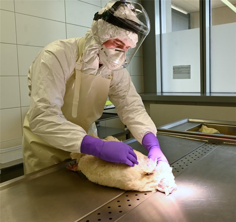 Bei der Autopsie der Kadaver müssen hohe Sicherheitsstandards eingehalten werden
