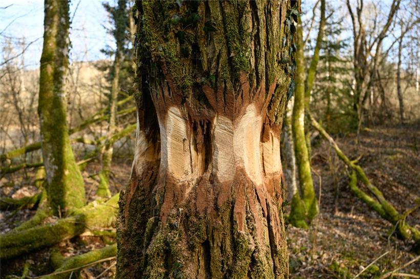 Bei der „Ringelung“ wird ein mehrere Zentimeter breiter Streifen der Rinde am unteren Teil des Stammes ringförmig entfernt
