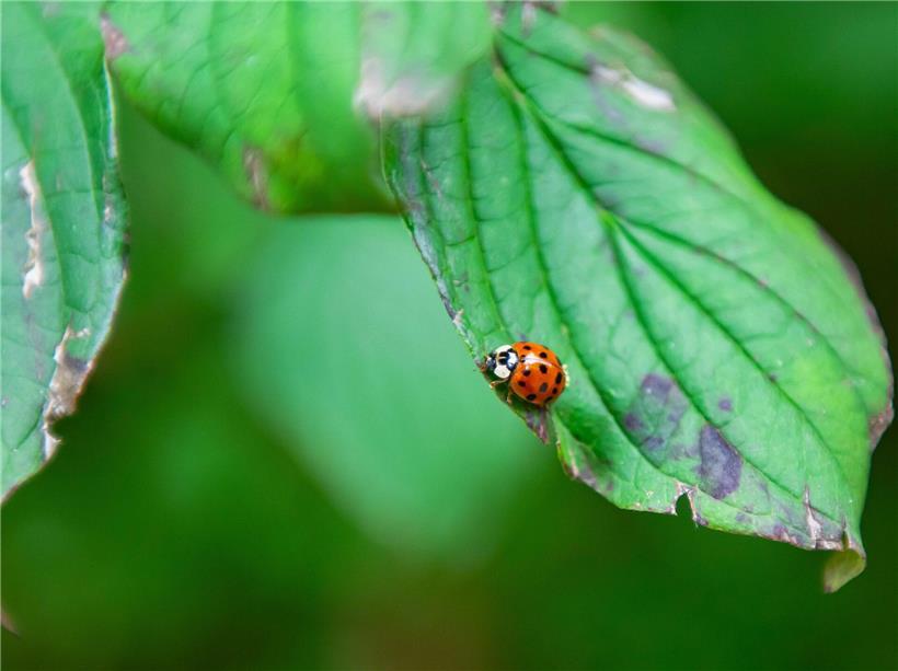 Häufig vorkommende Insekten bei Zählaktion in der Natur für Biodiversität und Artenschutz