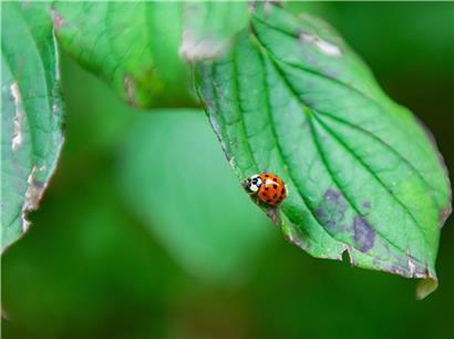 Häufig vorkommende Insekten bei Zählaktion in der Natur für Biodiversität und Artenschutz