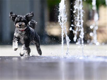 Kleiner Hund im Schatten an heißem Sommertag, Schutz vor Hitze für Haustiere bei hohen Temperaturen