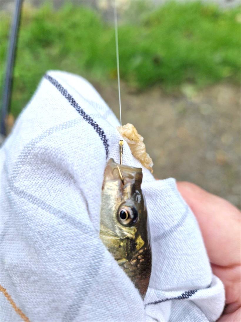 Bei kleineren Fischen ist das Hakenlösen leichter
