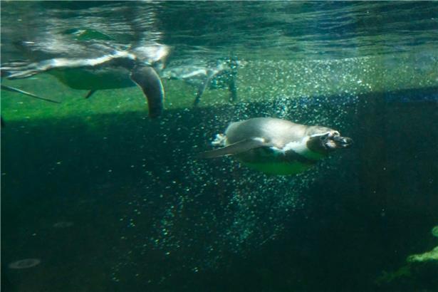 14 Tiere tauchen bei kühlem Wetter aktiv ins eisige Wasser, zeigen winterliche Tieraktivität in kalter Umgebung