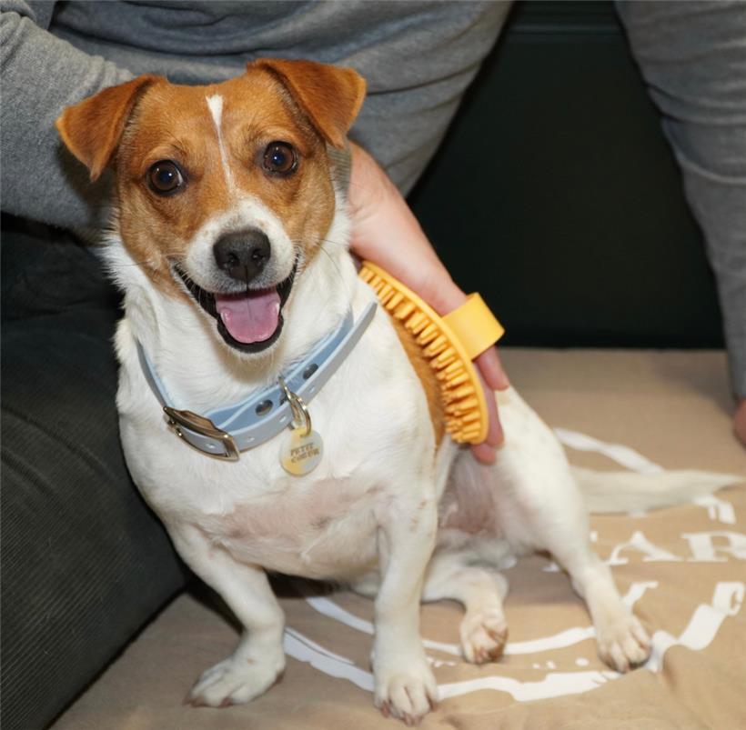 Bei kurzhaarigen Jack Russell Terriern entfernen Bürsten mit weichen Noppen loses Haar, ohne die empfindliche Haut zu verletzen
