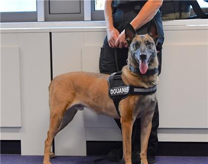 Bei mehreren Einsätzen kam eine Drogenspürhündin in den Einsatz und entdeckte den Schmuggel von Cannabis auf
