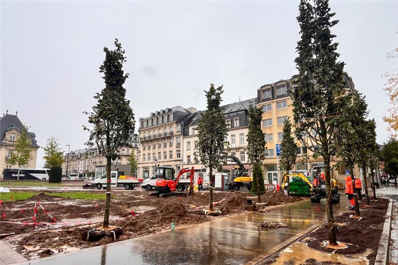Bei trübem Regenwetter wurden am Mittwoch neue Linden auf dem im Bahnhofsviertel gelegenen Platz in die Erde gesetzt
