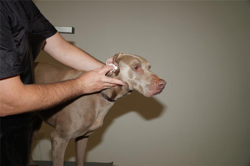 Bei übermäßigem Ohrenschmalz sollten Halter die Hundeohren regelmäßig mit spezie...
