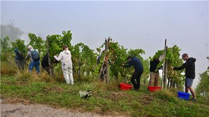Bei unserer Lese mussten wir nicht auf Saisonarbeiter zurückgreifen – allerdings ist die Domaine-Tageblatt-Parzelle auch nur 30 Ar groß
