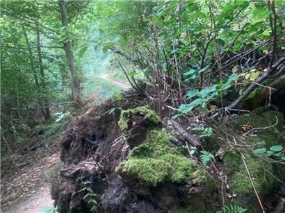 Beim „Night Survival“ sind die Teilnehmer auf Routen wie diesen nach Einbruch der Dunkelheit unterwegs 
