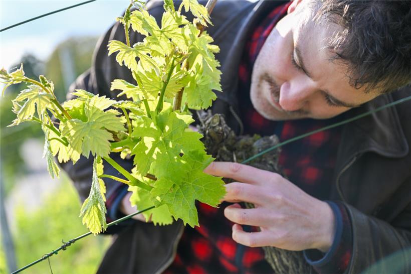 Beim Putzen muss jeder einzelne Rebstock ganz genau betrachtet werden – sie sind alle individuell
