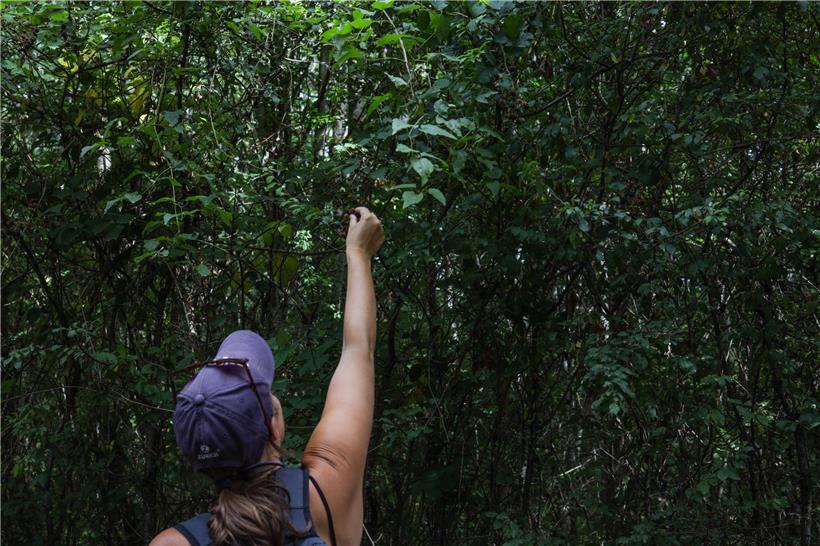 Beim Schlendern durch den Wald wurde dank Brombeeren auch der Geschmackssinn mit einbezogen
