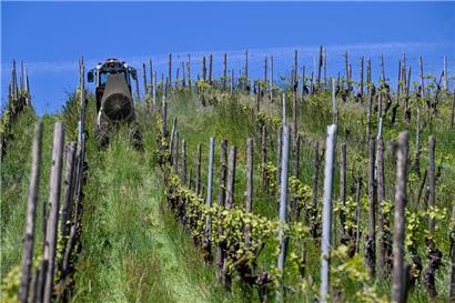 Beim ökologischen Weinbau müssen die Winzer ihre Parzellen wesentlich öfter mit Schutzmitteln behandeln als beim integrierten Weinbau
