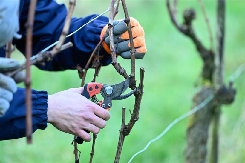 Beim sanften Rebschnitt geht es darum, dem Rebstock möglichst wenige Wunden zuzu...