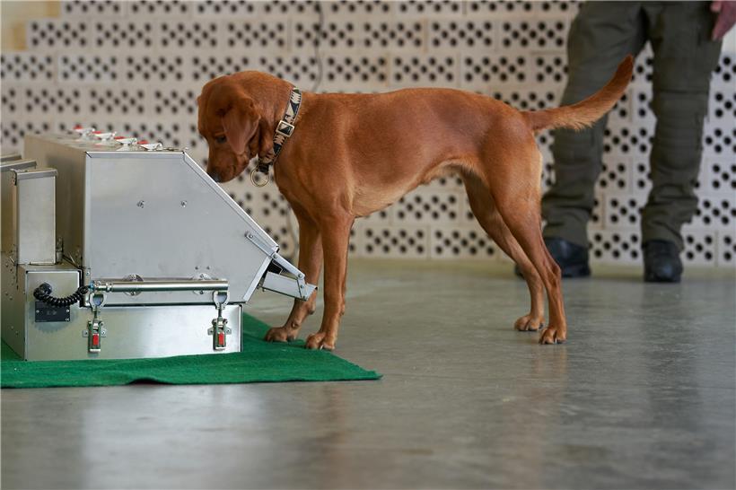 Belgien ist nicht das erste Land, das im Kampf gegen Corona auf Spürhunde setzt, auch in Deutschland werden Vierbeiner ausgebildet, um das Virus zu erschnüffeln
