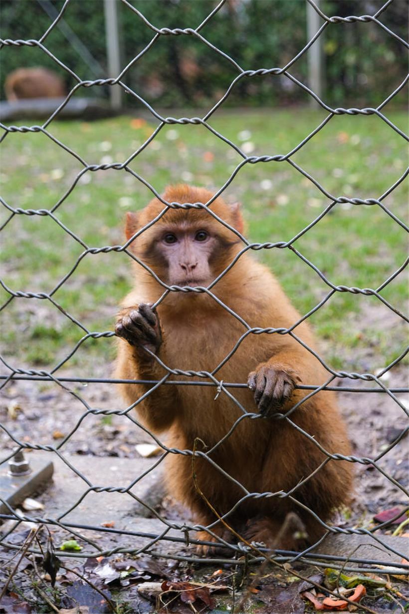 Berberaffe in natürlichem Gebirgslebensraum Nordafrikas, einzige frei lebende Primatenart Europas außer Mensch