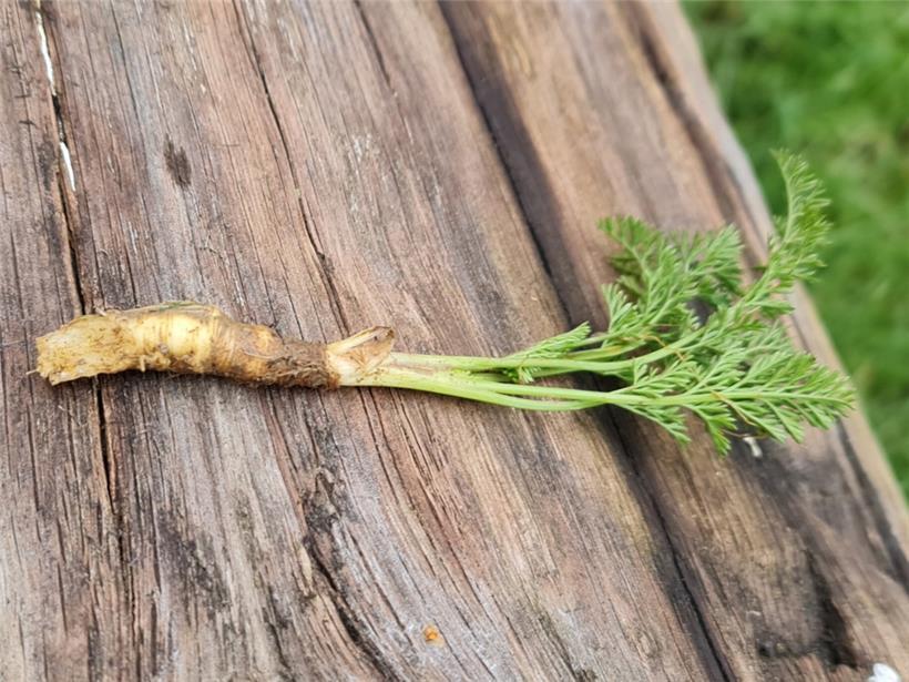 Bereits im Februar findet man wilde Möhren in der Natur
