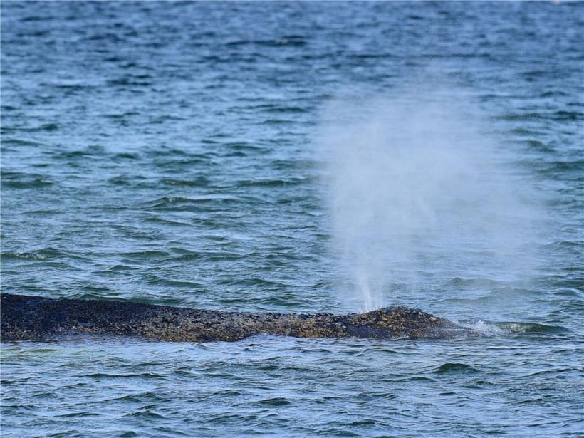 Buckelwal Timmy in Rettungsaktion von Tierrettern im Meer, Lebensrettung und Meeresschutz im Fokus