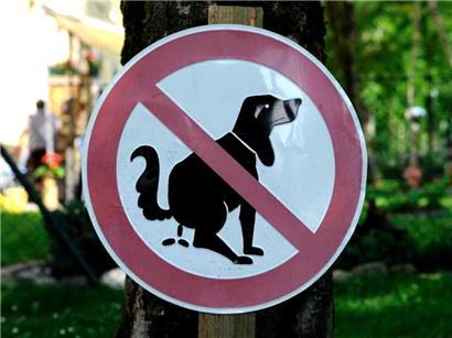 Besonders auf Grünflächen in der Nähe von Schulen und Spielplätzen muss der Hundekot eingesammelt werden
