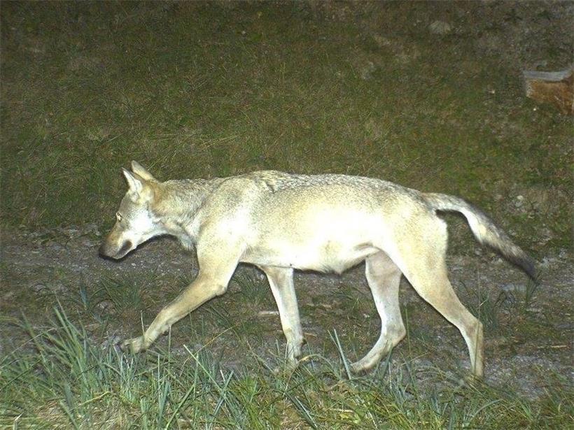 Besser nicht füttern: Zum aktuellen Wolfsnachweis an der Grenze zu Luxemburg hat die Naturverwaltung dieses Bild bereitgestellt

