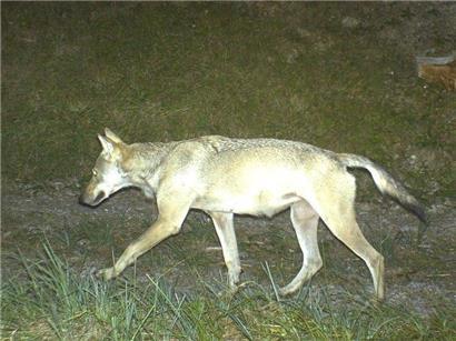 Besser nicht füttern: Zum aktuellen Wolfsnachweis an der Grenze zu Luxemburg hat die Naturverwaltung dieses Bild bereitgestellt
