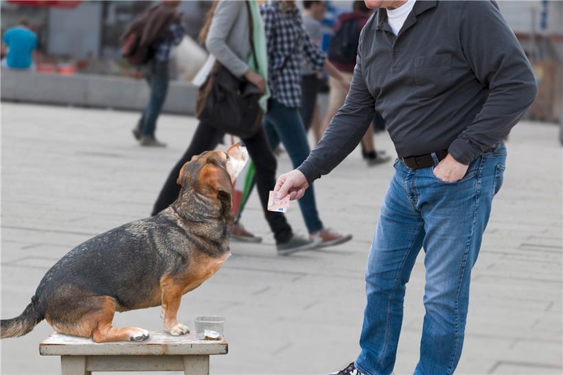 Betrüger lassen sich immer dreistere Maschen einfallen, um an Spendengelder zu gelangen

