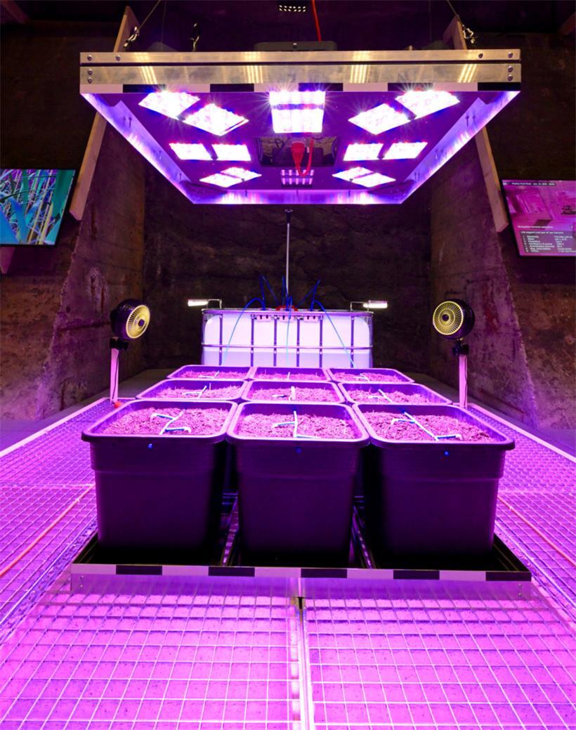 Bewusstsein für Nahrung schaffen: Auf einem Quadratmeter wächst Weizen. Es geht ...