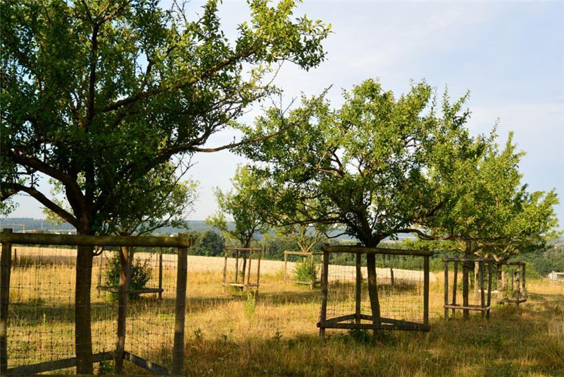 In Drumeschbësch bieten zahlreiche Obstbäume Insekten und Vögeln einen Lebensraum 