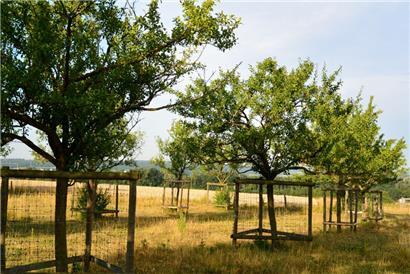 In Drumeschbësch bieten zahlreiche Obstbäume Insekten und Vögeln einen Lebensraum
