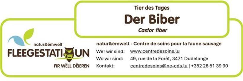Der Europäische Biber (Castor fiber): Der stille Architekt unserer Flüsse 