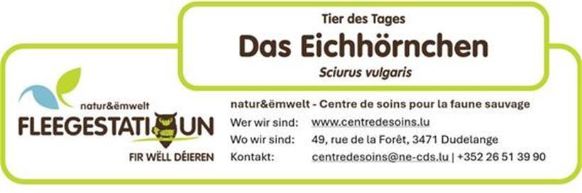 Das Eichhörnchen: Ein wendiger Baumbewohner unserer Wälder und Parks 