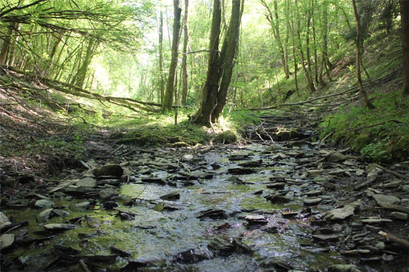 Hetschendeltchen: Wo ein kleiner Bach ein typisches Ardennental gräbt 